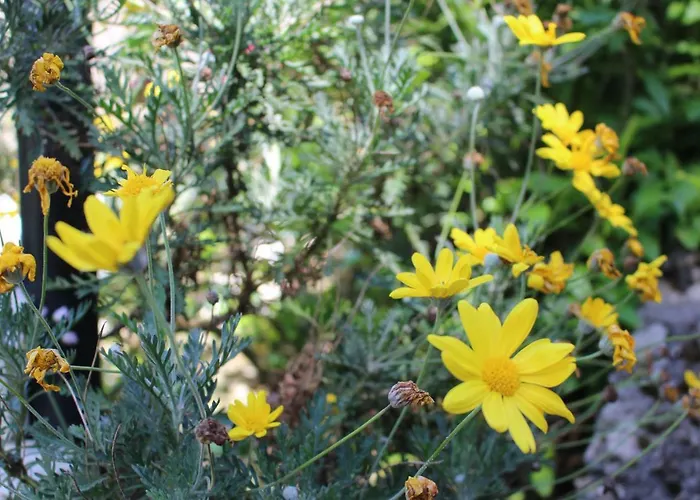 Angela בית הארחה 3*