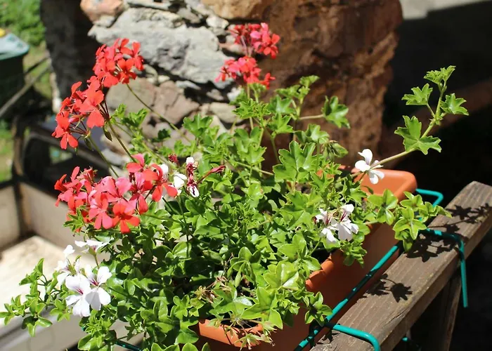 Gæstehus Angela Levanto