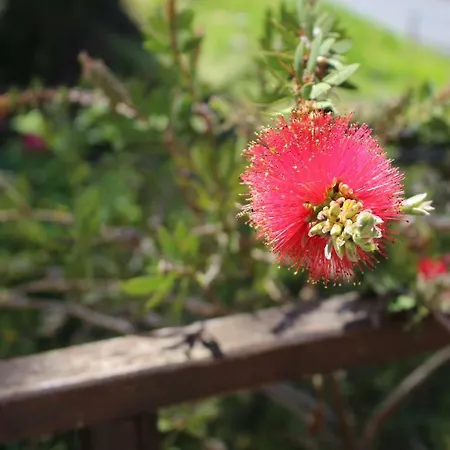 Angela Гостевой дом Леванто