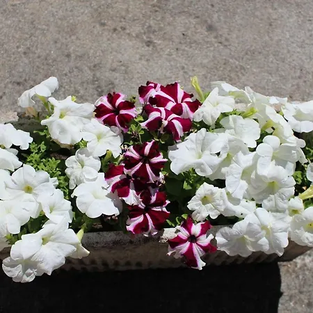 Angela Леванто