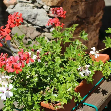 Гостевой дом Angela Леванто